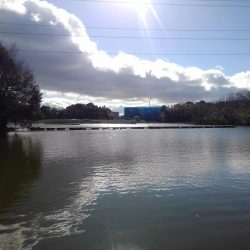 大安トラウトレイク 釣果